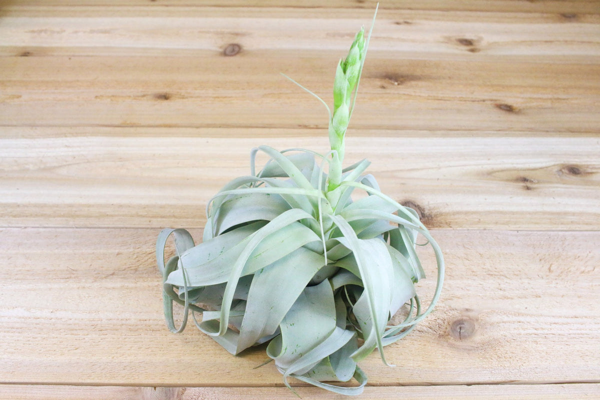 Tillandsia Xerographica Air Plants | Curly & Wide - USMANTIS