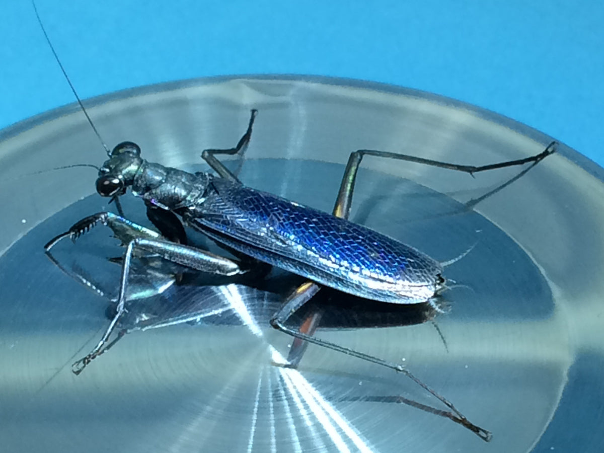 Metallyticus splendidus. Iridescent bark mantis - USMANTIS