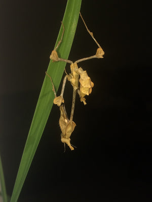 Gongylus gongylodes Violin mantis, Live Insects - USMantis.com