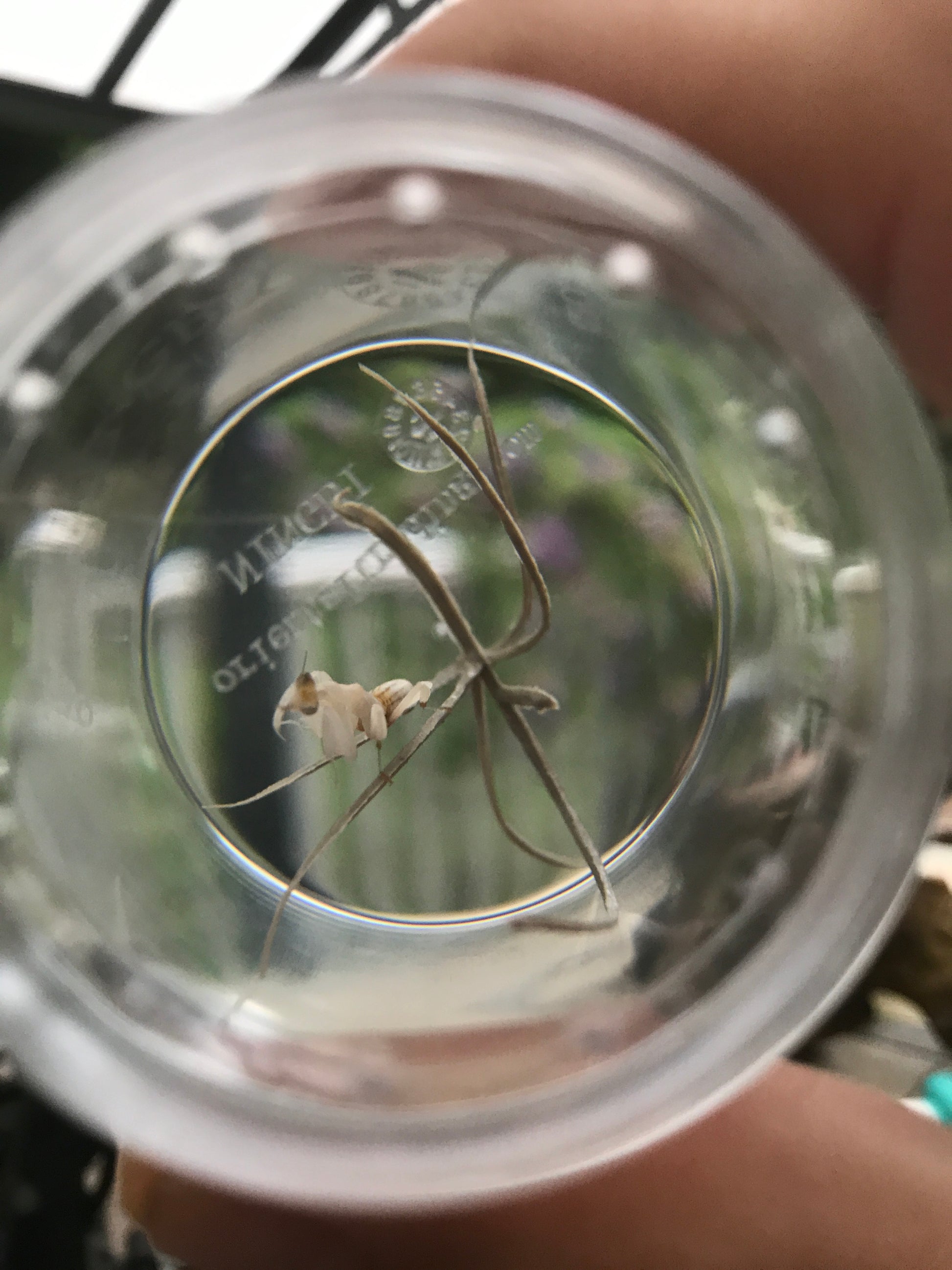 Magnifying insect jars with lids. Acrylic containers 31/2" tall and 21/2" wide vented. - USMANTIS