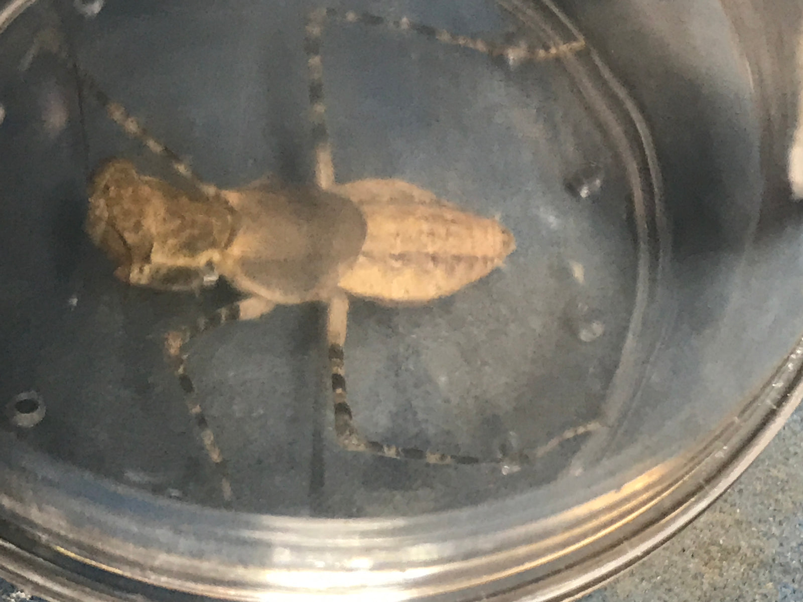 Magnifying insect jars with lids. Acrylic containers 31/2" tall and 21/2" wide vented. - USMANTIS