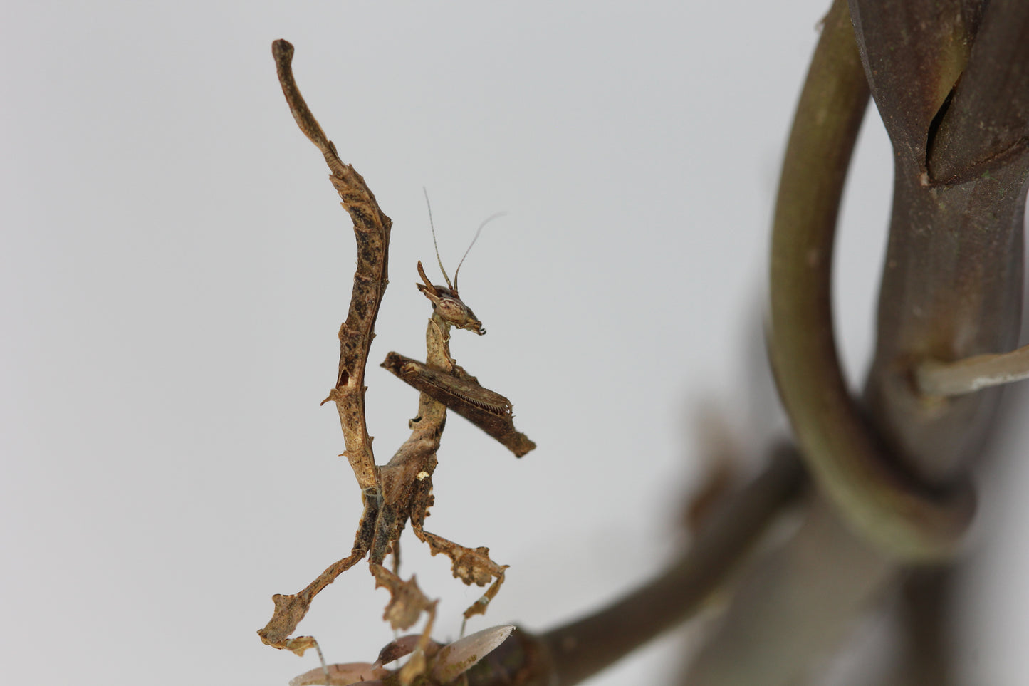 Stenophylla lobivertex "Dragon Mantis" - USMANTIS