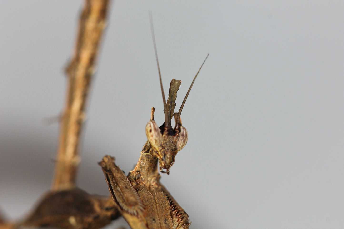 Stenophylla lobivertex "Dragon Mantis" - USMANTIS