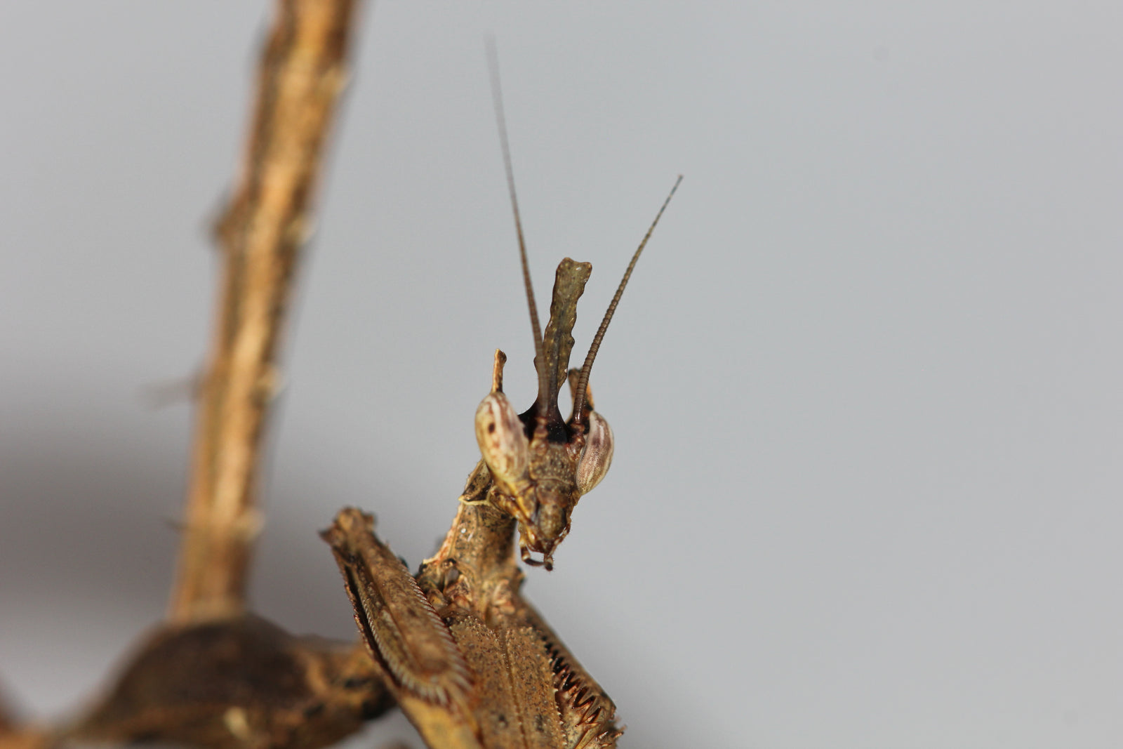 Stenophylla lobivertex "Dragon Mantis" - USMANTIS