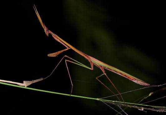 Idolomorpha lateralis "Alien head mantis" for sale - USMANTIS