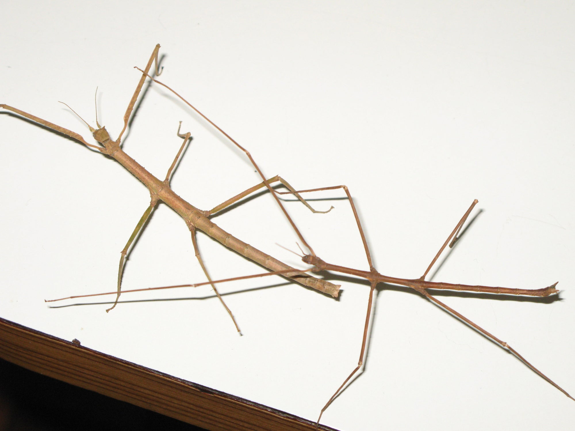Medauroidea extradentata  - Annam Walking Stick, Live Insects - USMantis.com