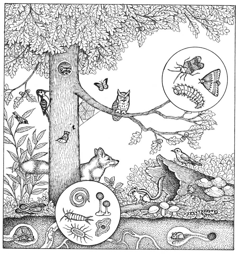 Live Oak Leaf Litter (1 Gallon) Natural bio-active substrate for terrariums and vivariums - USMANTIS