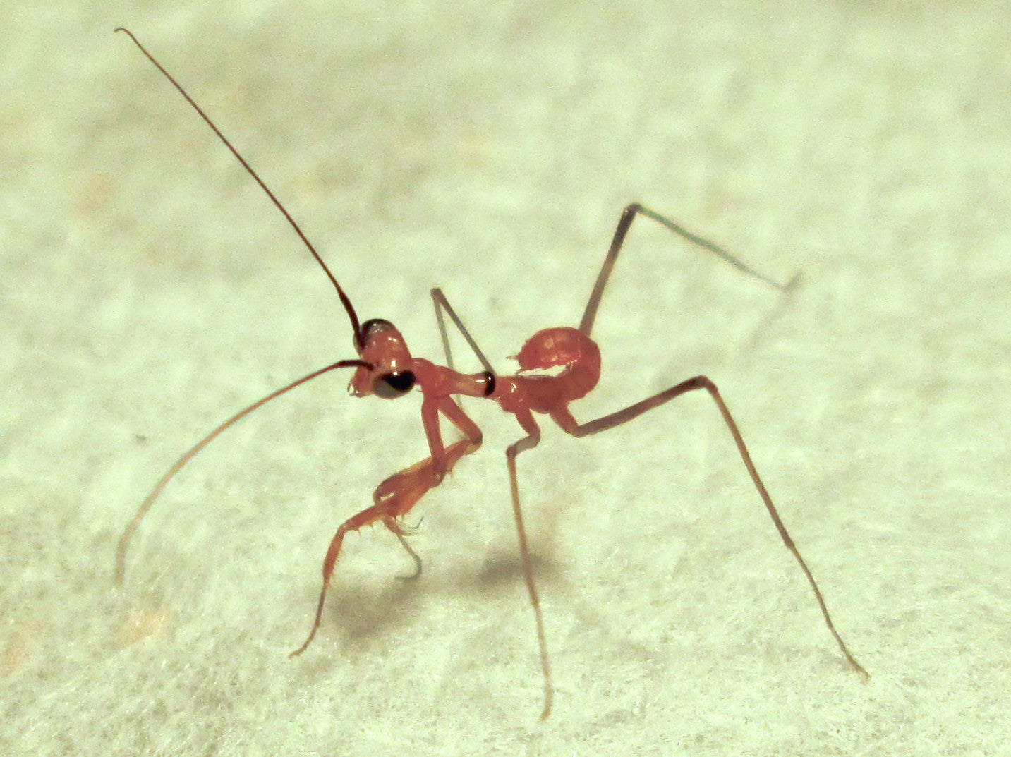 Taumantis sigiana - Small wild arm mantis - USMANTIS