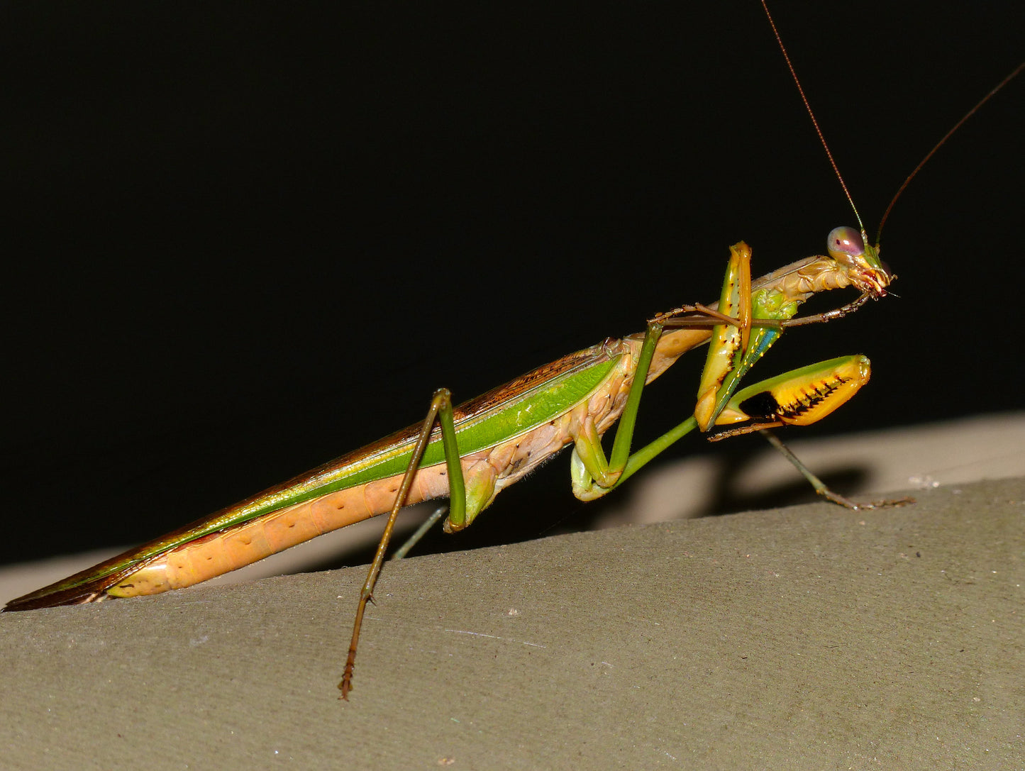 Marble Mantis (Hierodula parviceps) - USMANTIS