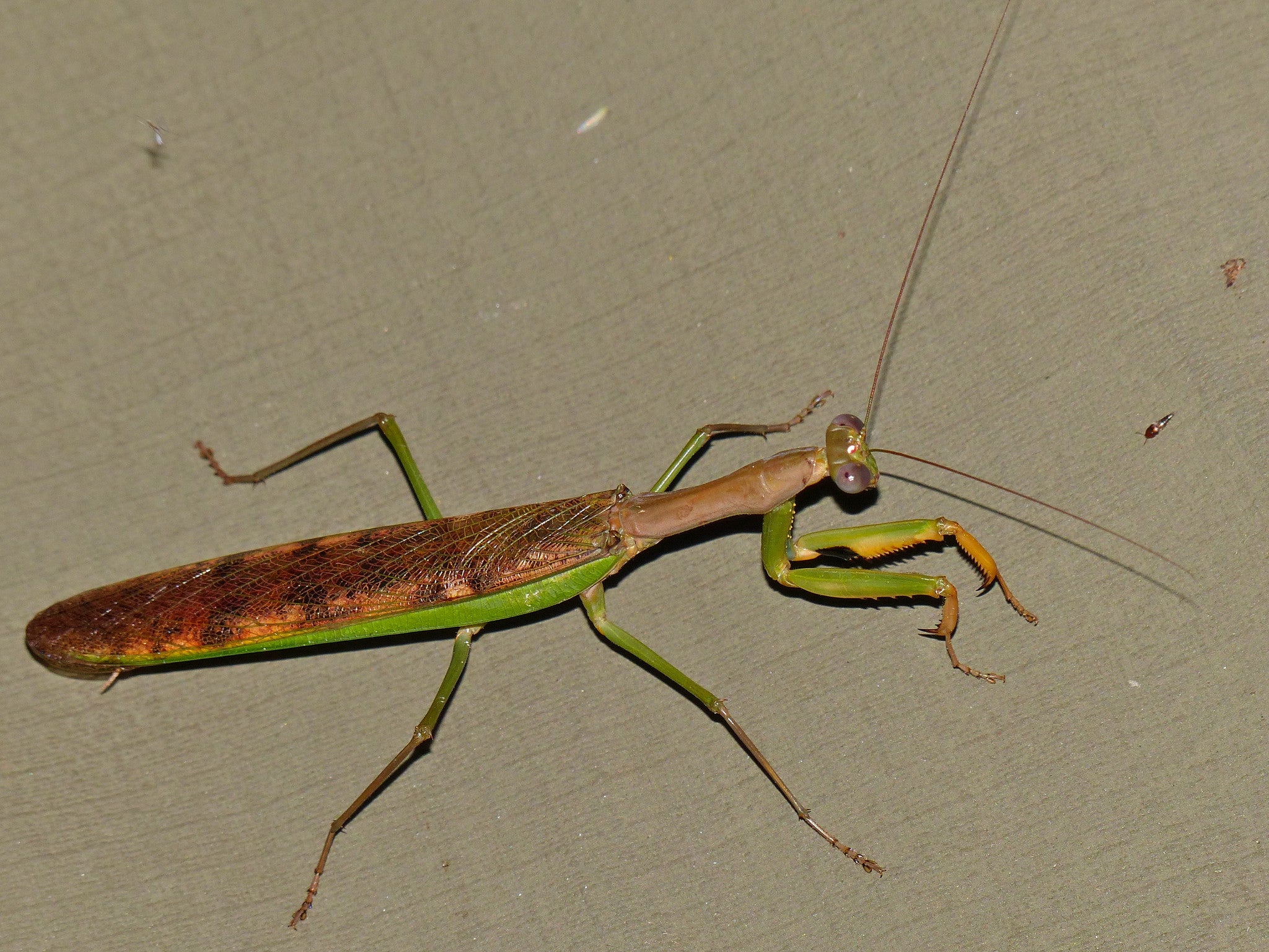 Polyspilota aeruginosa – USMANTIS