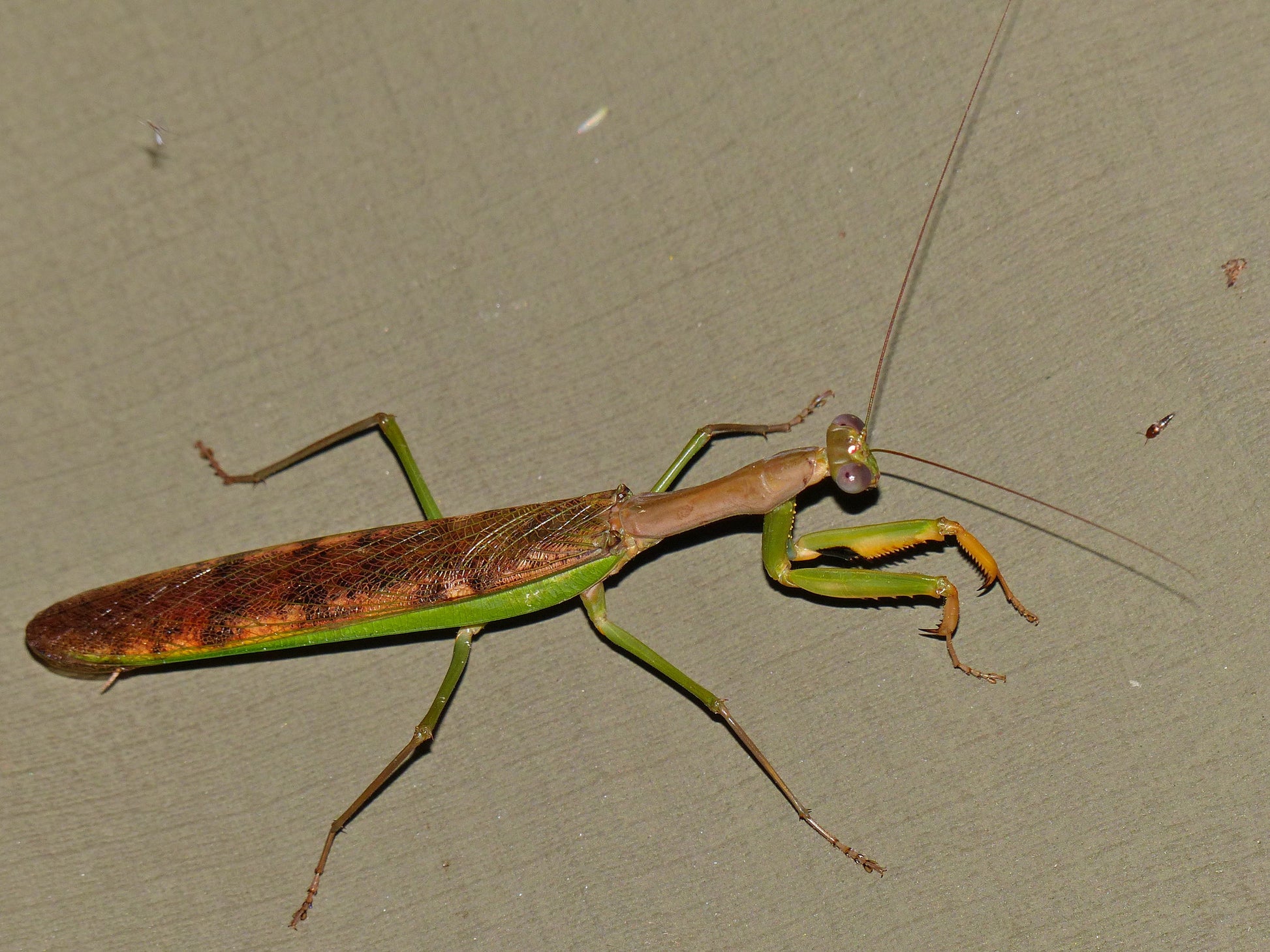Polyspilota aeruginosa - USMANTIS