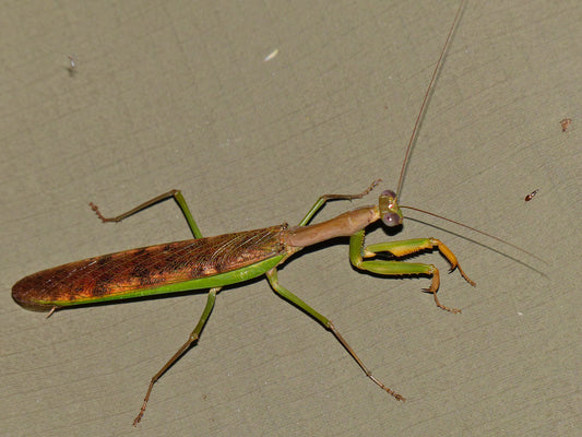 Polyspilota aeruginosa - USMANTIS