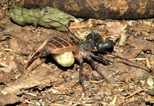 Vinegaroons - USMANTIS