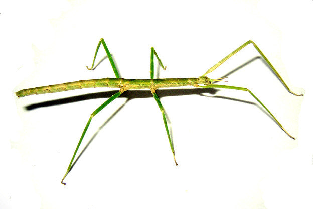 Medauroidea extradentata - Annam Walking Stick - USMANTIS