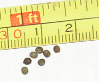 Neohirasea maerens - USMANTIS