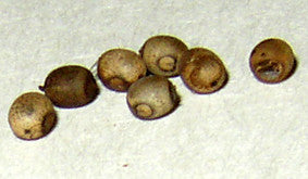 Neohirasea maerens - USMANTIS