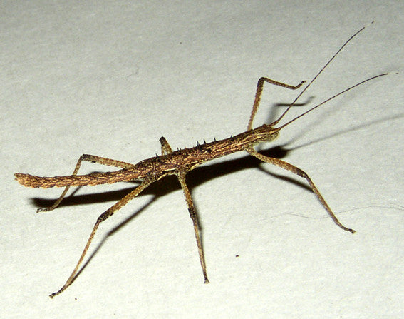 Neohirasea maerens - USMANTIS