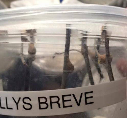Phyllothelys breve - USMANTIS