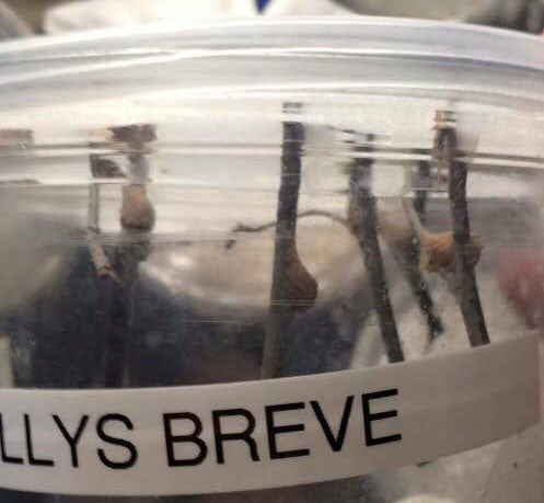 Phyllothelys breve - USMANTIS