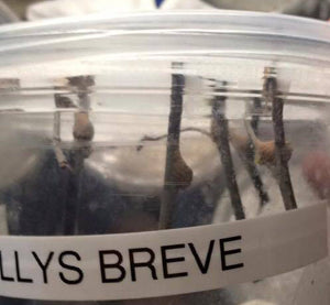 Phyllothelys breve, Live Insects - USMantis.com