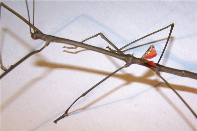 Phaenopharos khaoyaiensis - USMANTIS