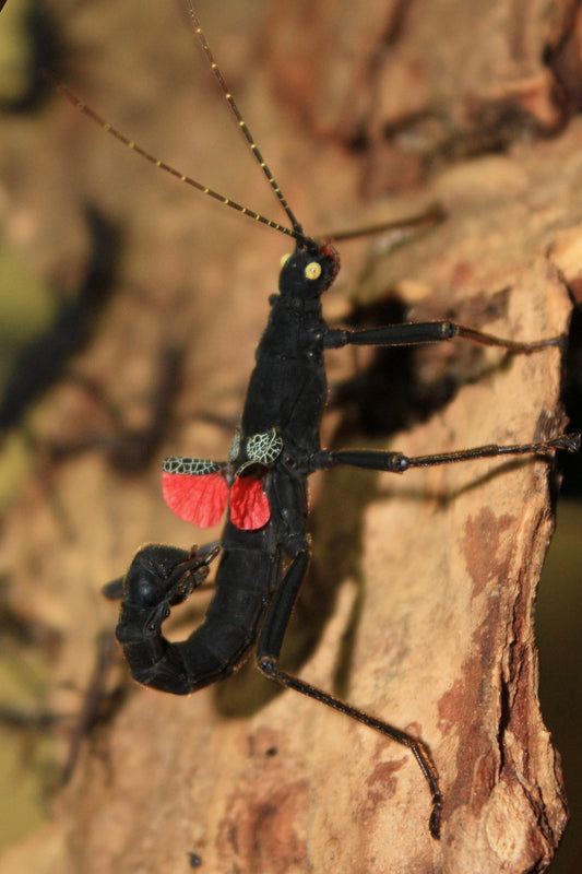 Peruphasma Shultei -Black Beauty - USMANTIS
