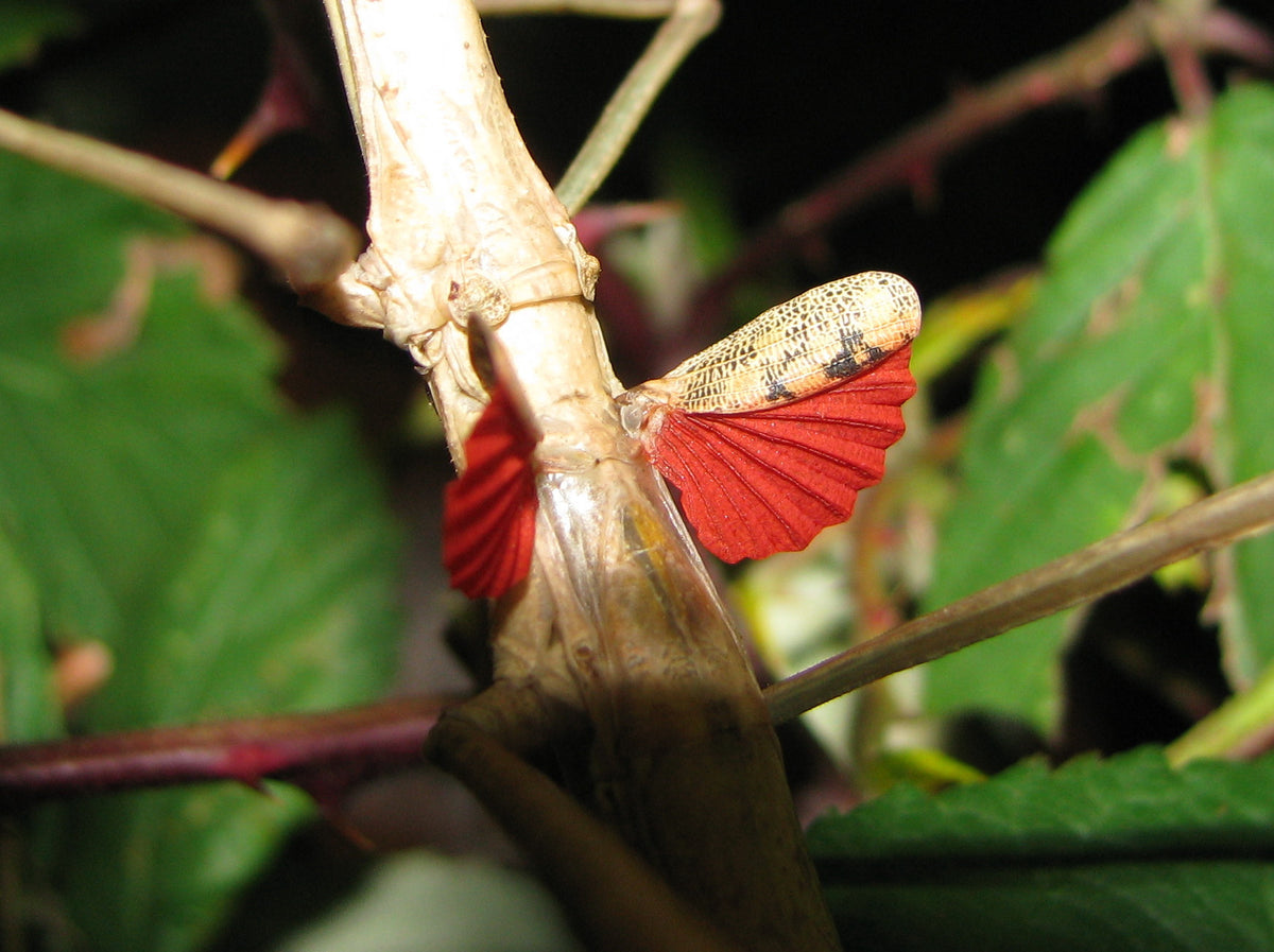 Phaenopharos khaoyaiensis - USMANTIS