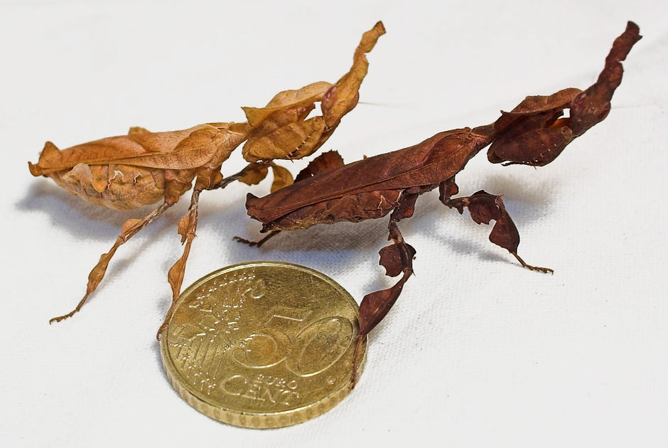 Communal specie mantids that can live together in groups – USMANTIS