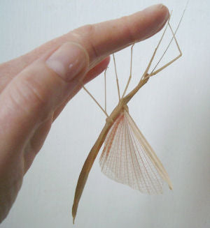 Sipyloidea sipylus Pink Wing Stick insect, Live Insects - USMantis.com