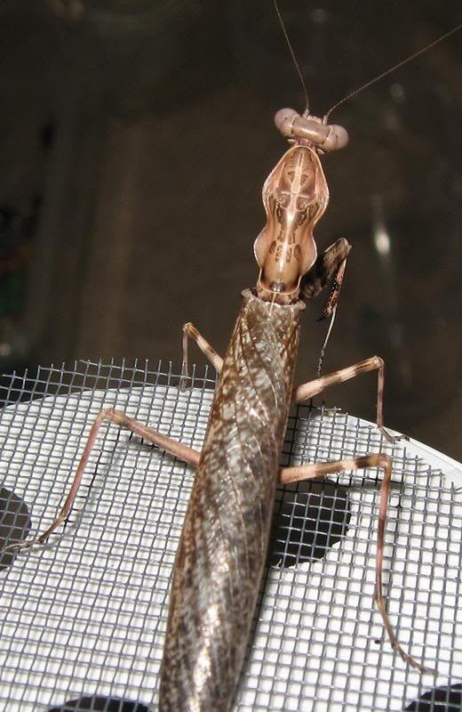 Pnigomantis medioconstricta, Live Insects - USMantis.com