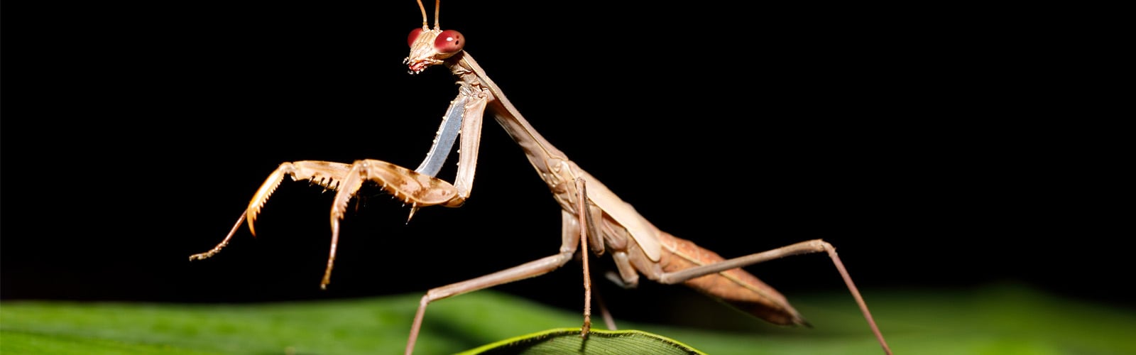 Kit básico de mantis religiosa - Mantis vivas