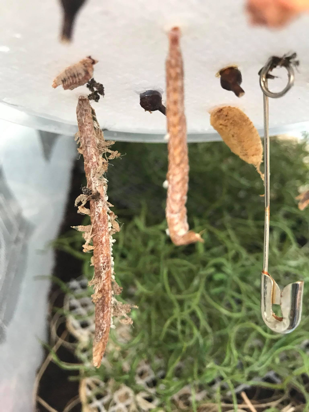 Pseudacanthops species - USMANTIS