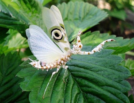 Pseudocreobotra ocellata spiny flower praying mantis - USMANTIS