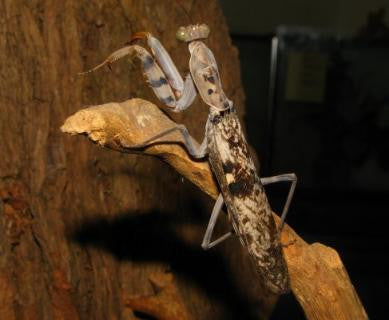 Rhombomantis fusca - USMANTIS