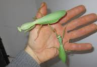 Giant Shield Rhombodera megaera Thai Giant - USMANTIS