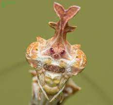 Mantis críptica Sibylla pretiosa