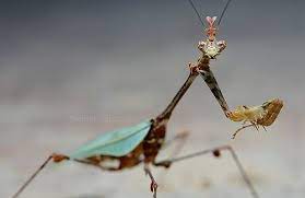Cryptic-Mantis Sibylla pretiosa - USMANTIS