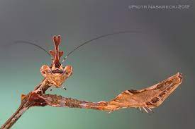 Communal specie mantids that can live together in groups – USMANTIS