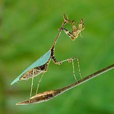 Cryptic-Mantis Sibylla pretiosa - USMANTIS