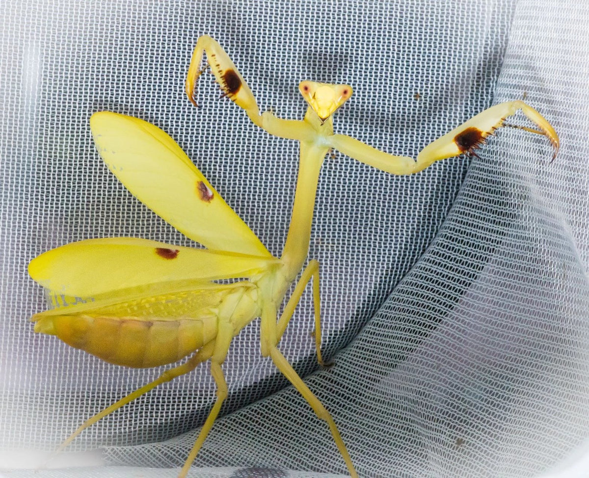 Stagmatoptera femoralis mantis - USMANTIS