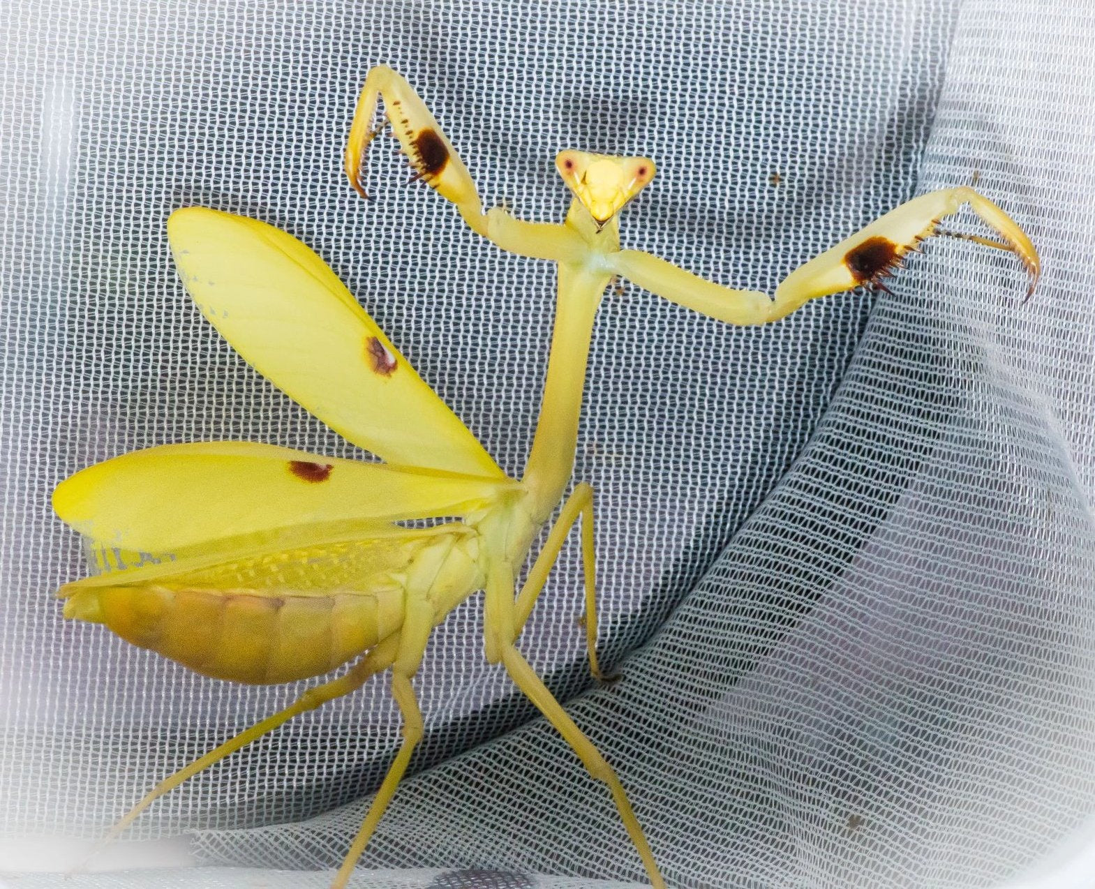 Stagmatoptera femoralis mantis - USMANTIS