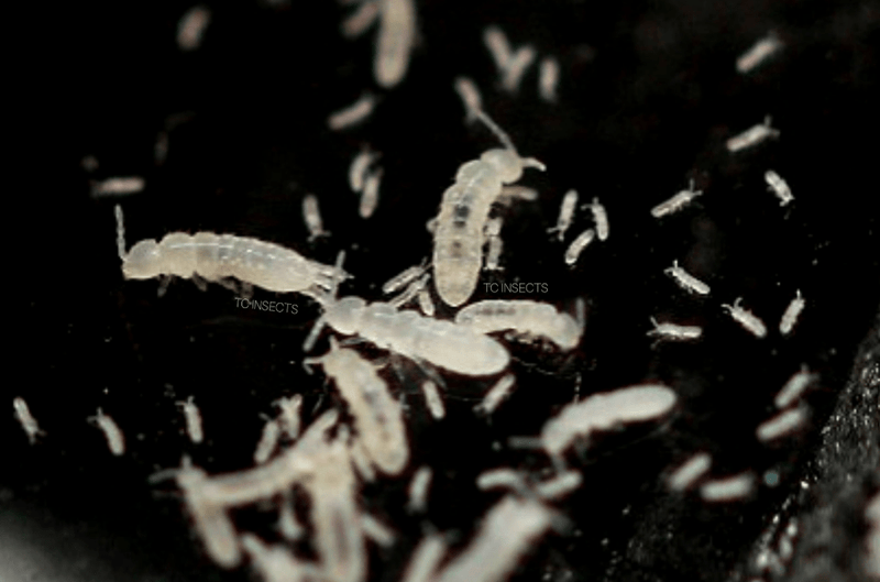 Springtails Bio-active Cleaners and feeders for your habitats - USMANTIS