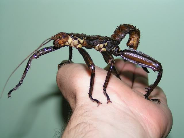 Trachyaretaon brueckneri – Giant thorny stick insect - USMANTIS