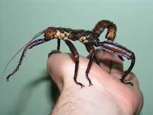 Trachyaretaon brueckneri – Giant thorny stick insect, Live Insects - USMantis.com