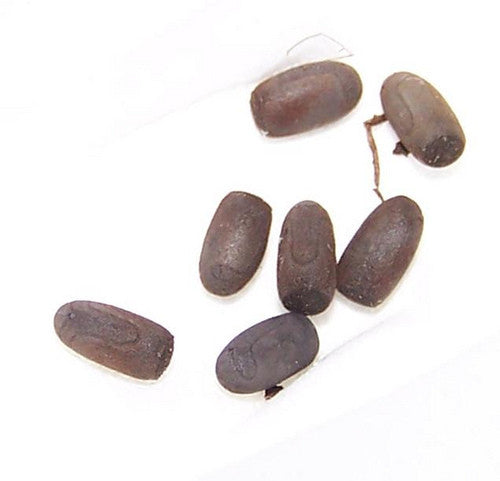 Trachyaretaon brueckneri – Giant thorny stick insect - USMANTIS