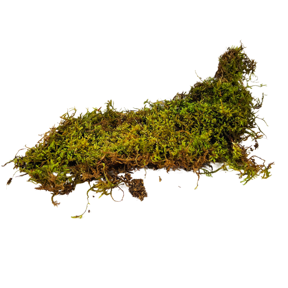 Moss For Sale, Buy Live Moss Online