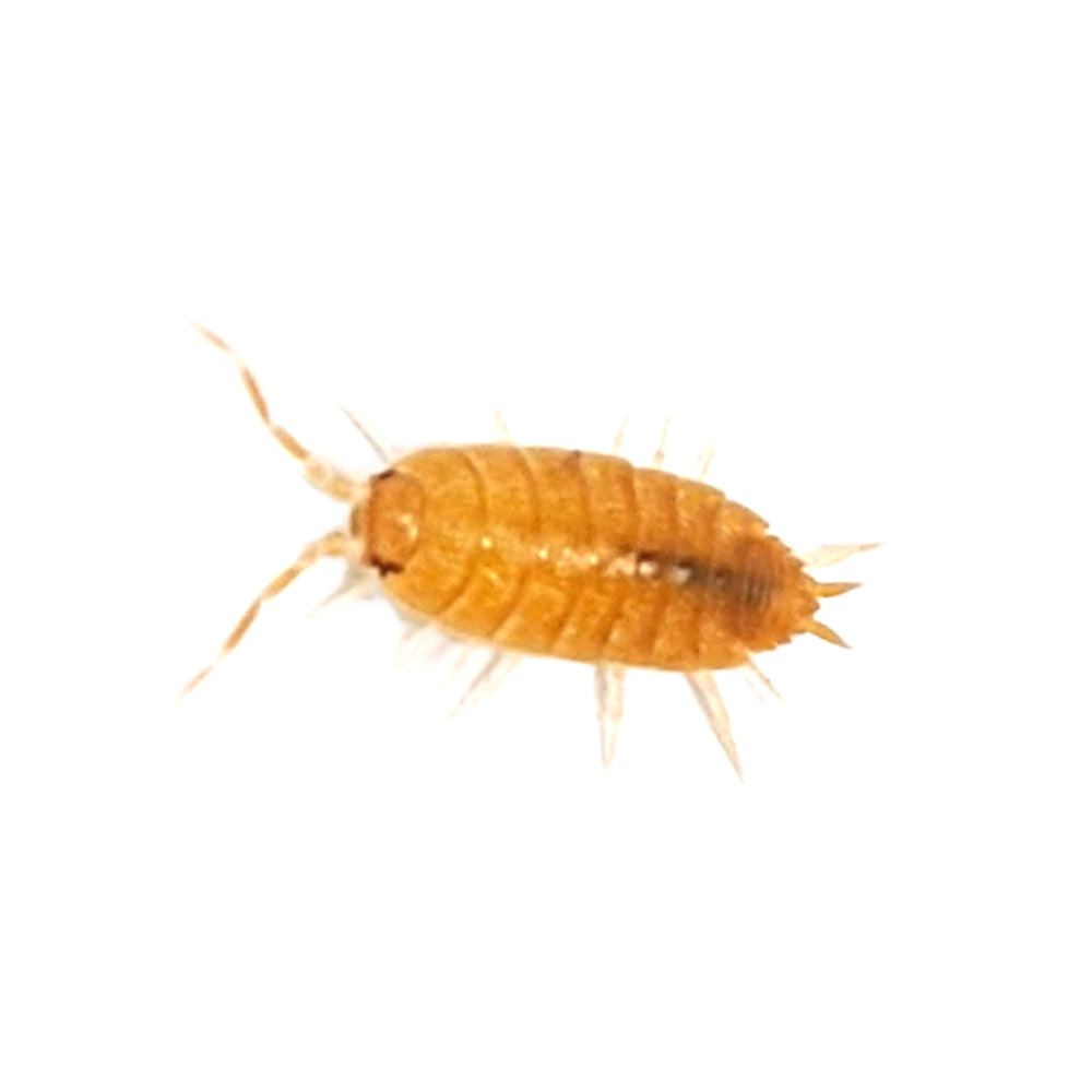Porcellionides Pruinosus "Powder Orange" Isopods - USMANTIS