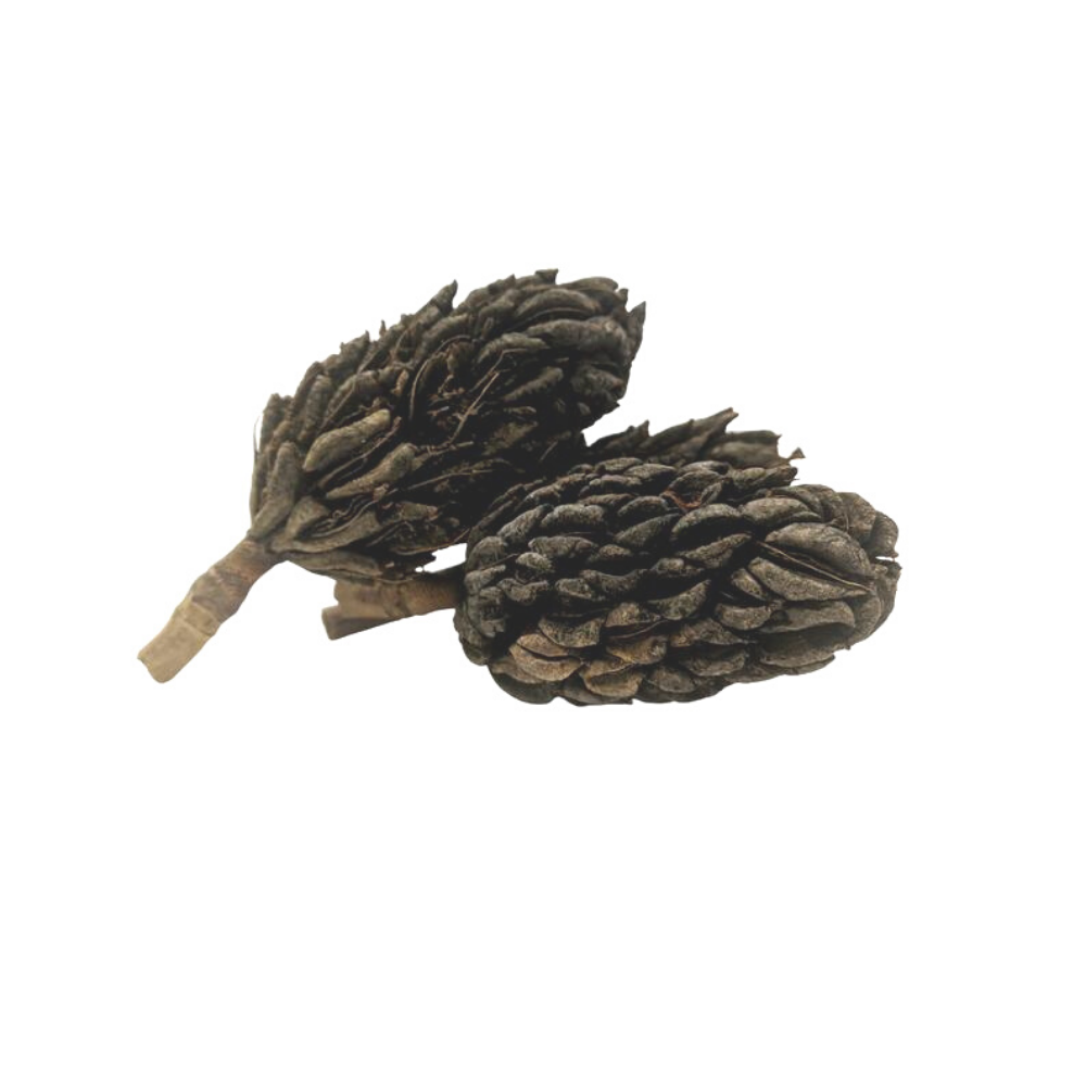 Large Magnolia Seed Pods (3 Pack) - USMANTIS