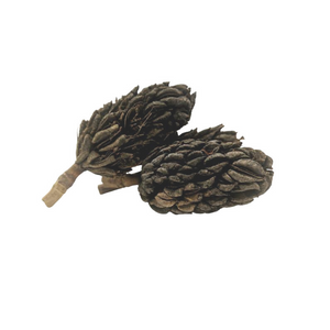 Large Magnolia Seed Pods  (3 Pack)