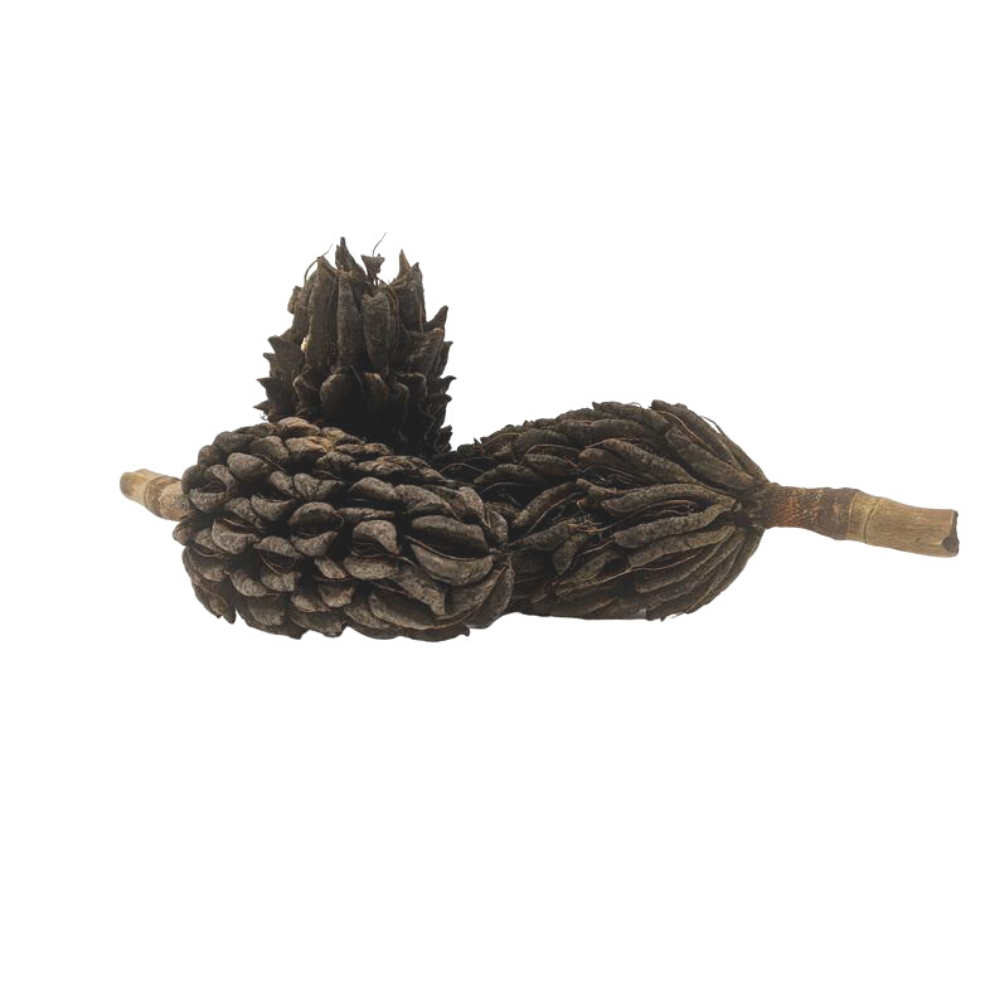 Large Magnolia Seed Pods  (3 Pack)